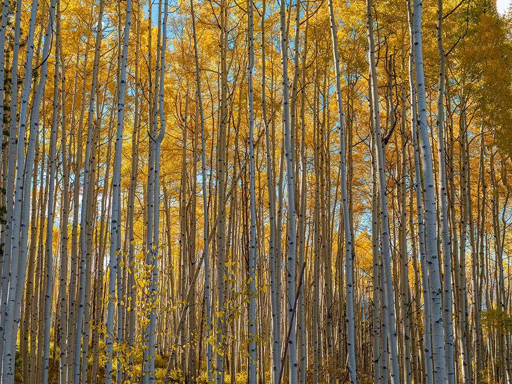Wall of aspen trees in Beaver Creek-Colorado-USA art print by Betty Sederquist for $57.95 CAD